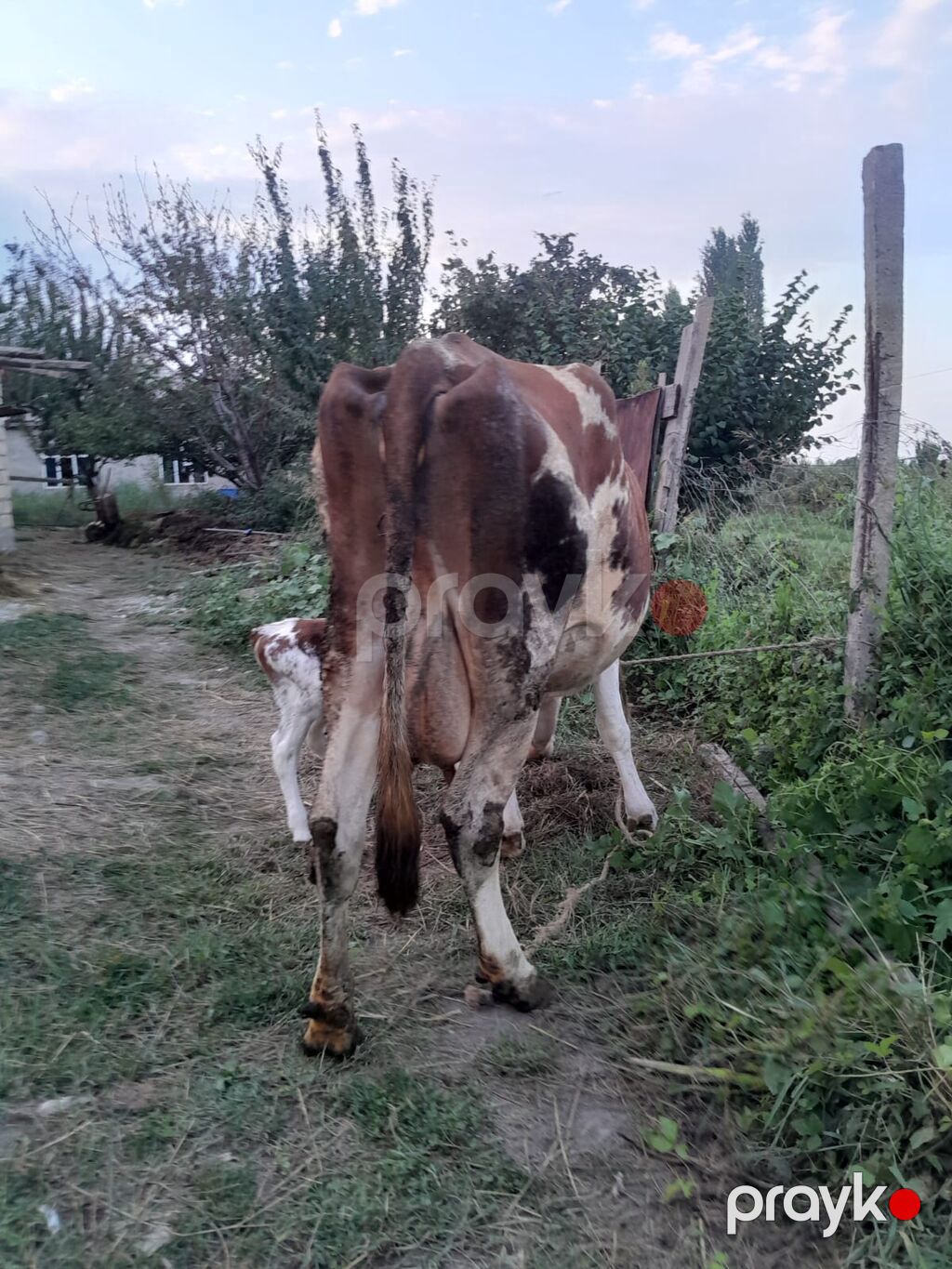 Dişi, Simental, il: 3, 1000 kq, Südlük, Ödənişli çatdırılma — Kənd təsərrüfatı heyvanları, Xaçmaz (2)