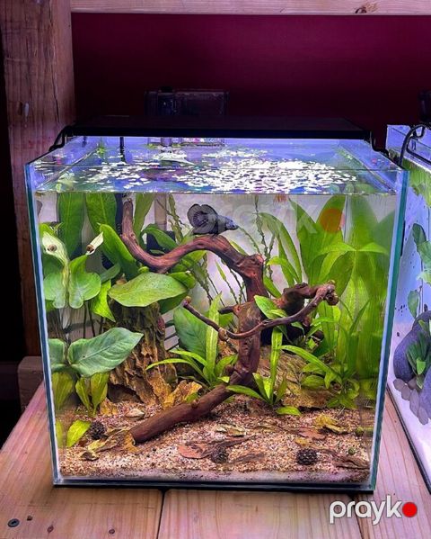 Nano akvarium — Bakı