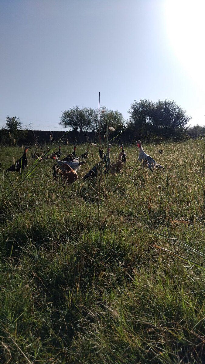 Hinduşka balaları — Quşlar, Salyan (4)