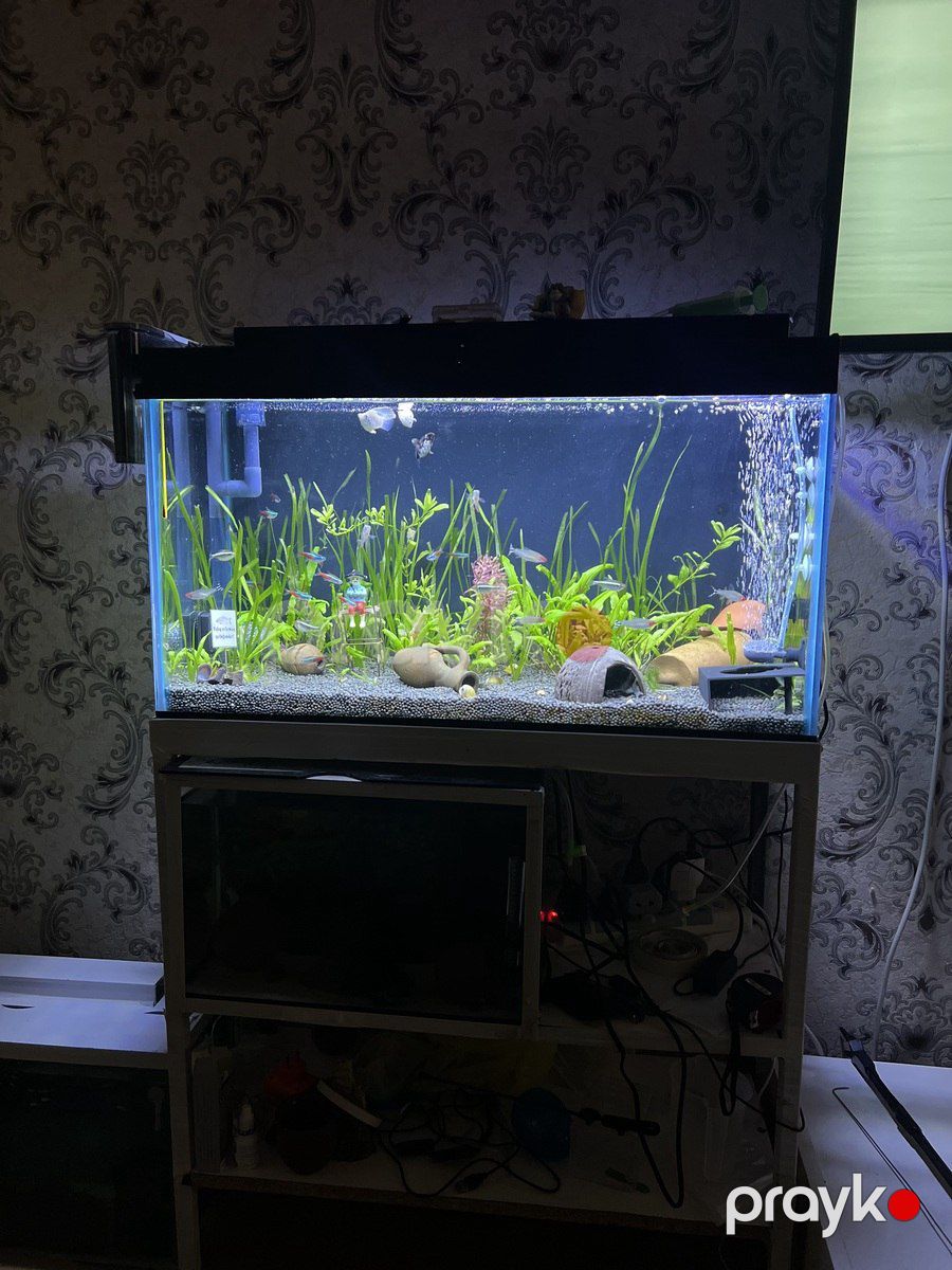 Akvarium — Akvariumlar və balıqlar, Gəncə (2)