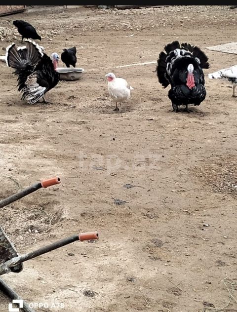 HInduşkalar — Bakı