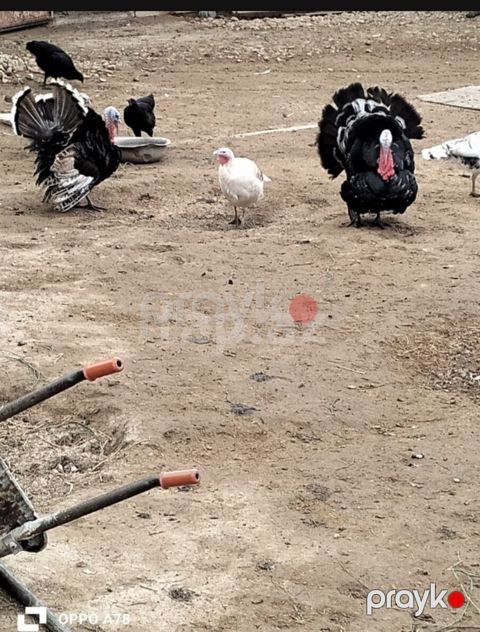 HInduşkalar — Bakı