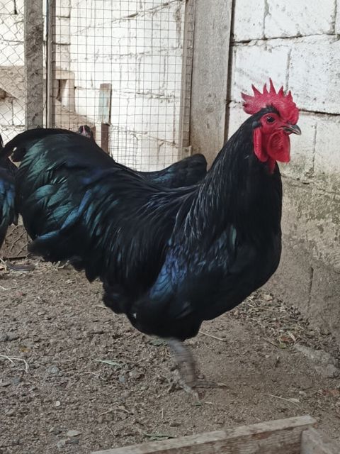 Xoruz — Bakı