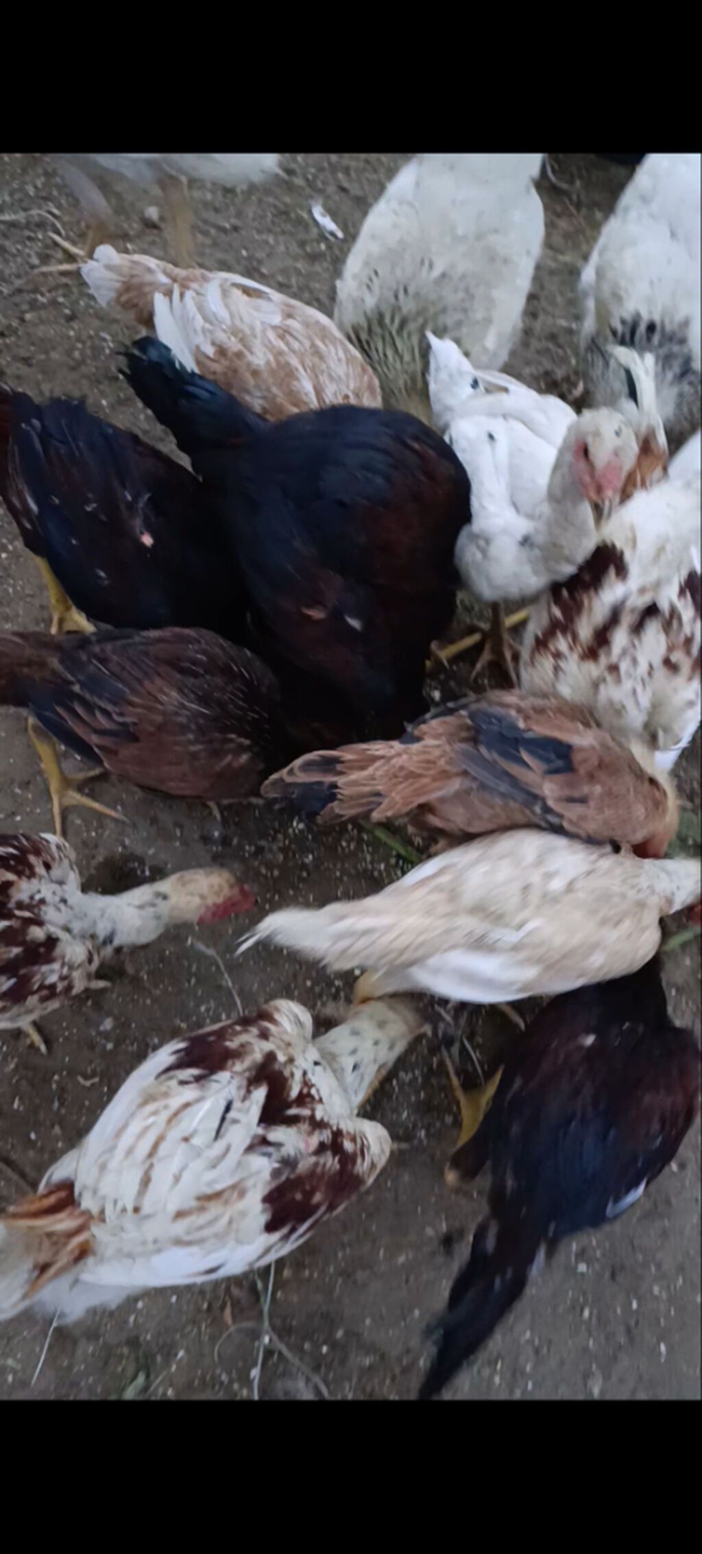 Salam gördüyünüz beçə fərə satılır yaxşı qan isdiyən buyura bilər — Digərləri, Bakı (3)
