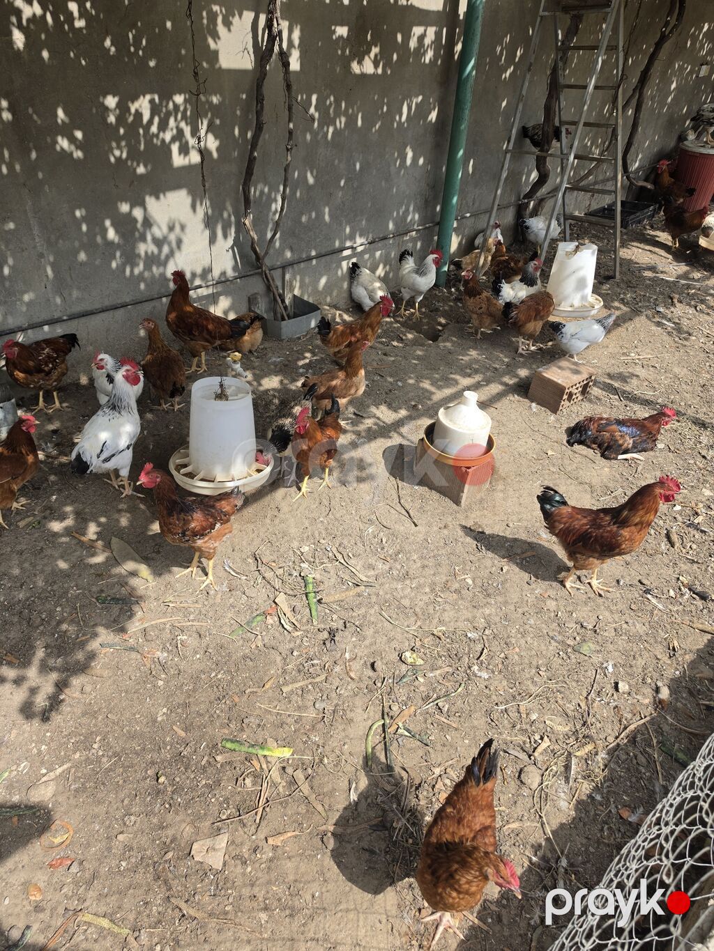 Tam sağlam vəziyyətdədir, hər bir vaksini olunub, həm yemək üçün həm — Toyuq və xoruz, Digah (2)