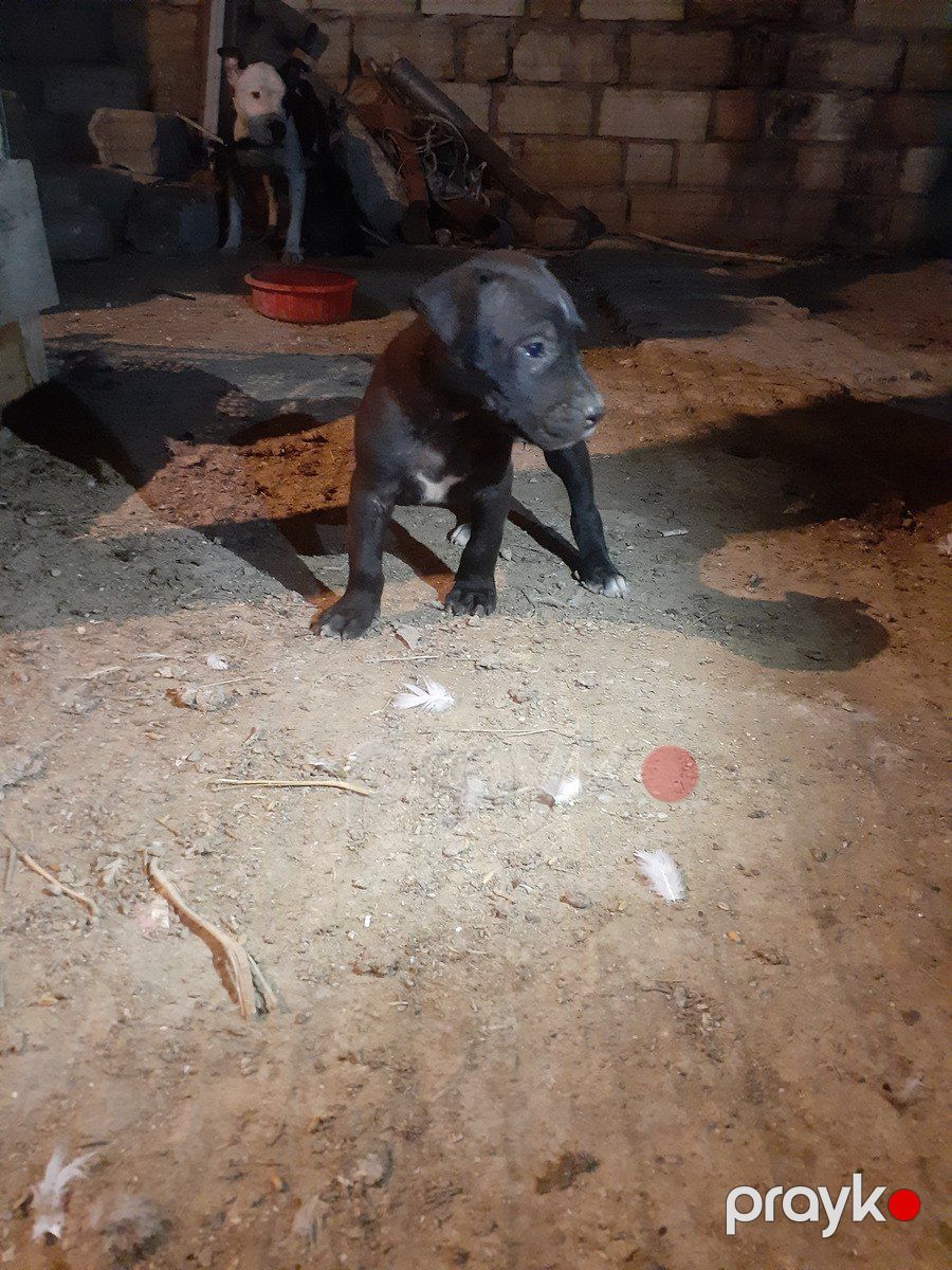 Pitbul balaları — Köpəklər, Bakı (2)