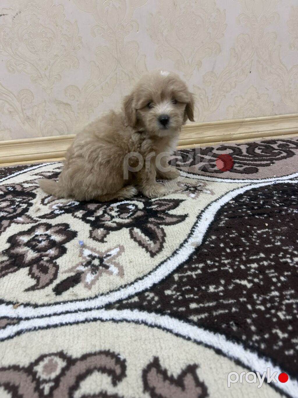 1 ay, Erkək — Köpəklər, Digah (3)
