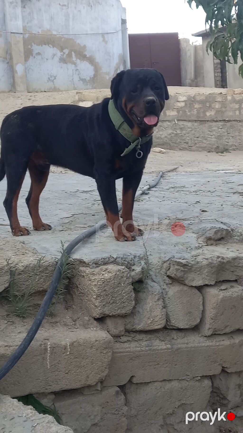 Rotveyler, 2 ay, Erkək, Sənədli, Ünvandan götürmə — Köpəklər, Digah (6)