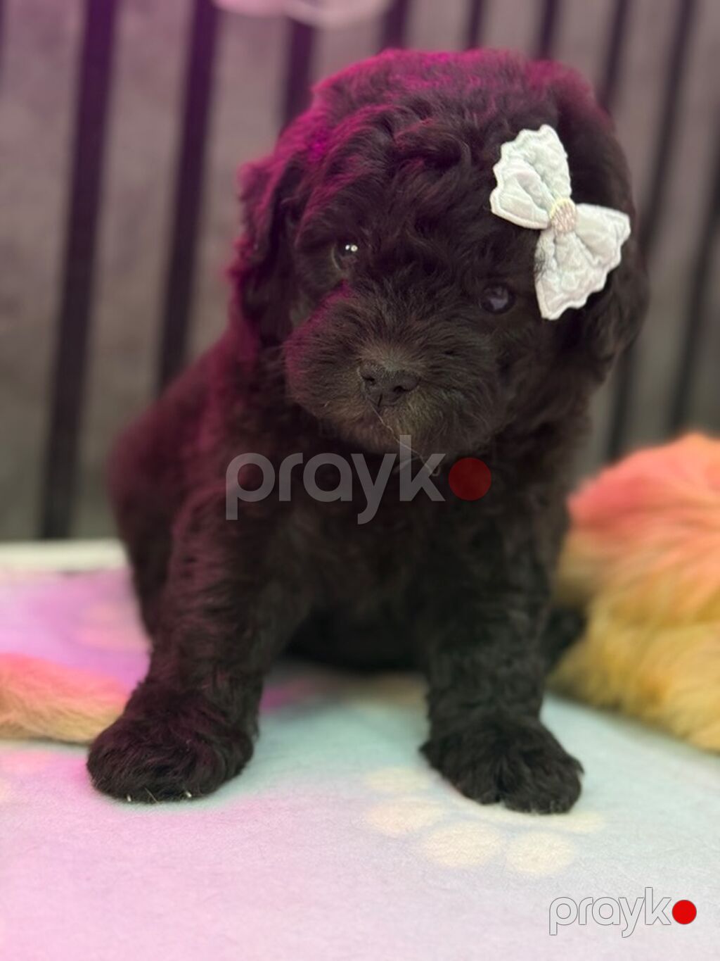 Maltipoo balaları – kariçnivi qara reng var tələsin — Köpəklər, Beyləqan (3)