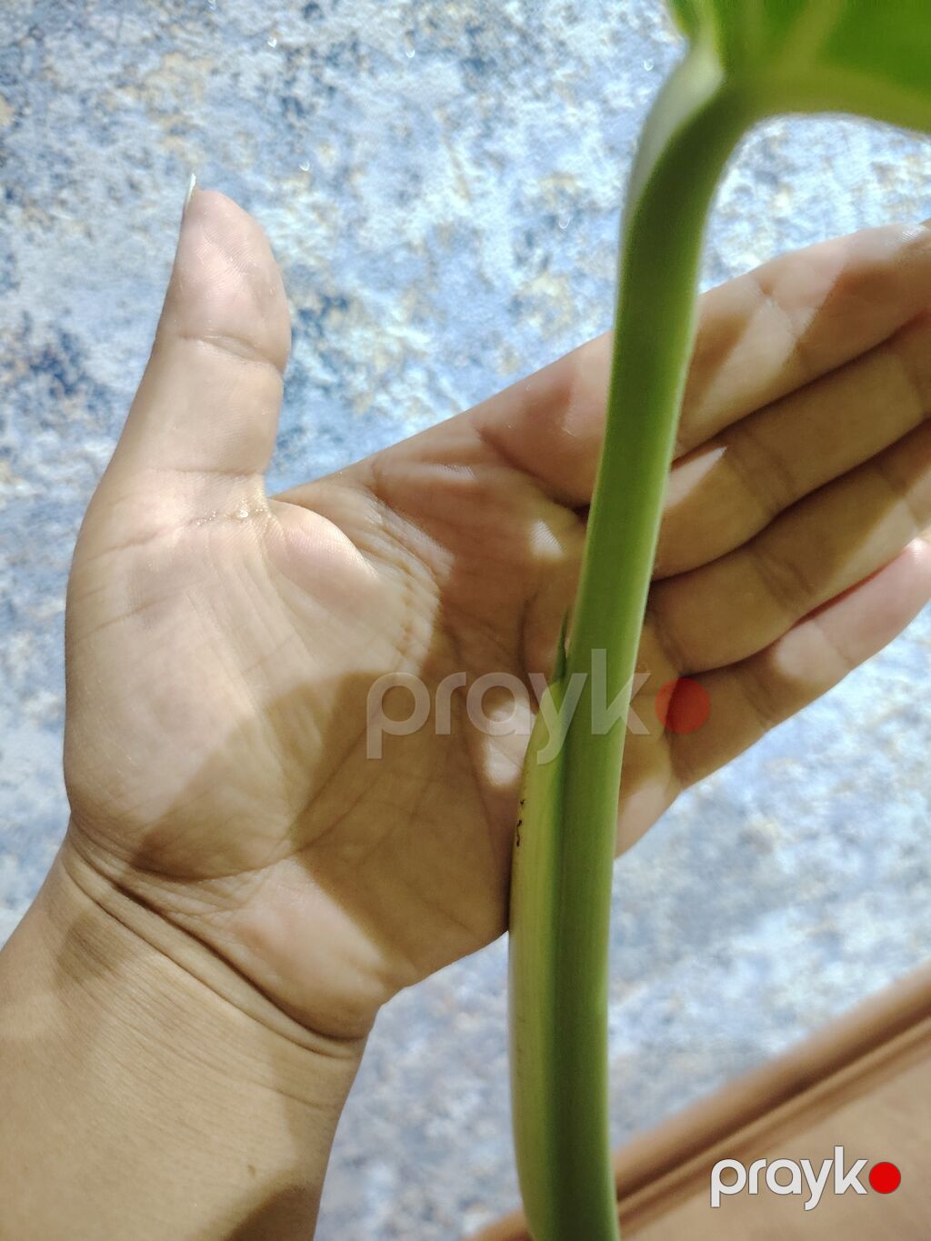 Monstera deliciosa (Şveytsariya pendiri bitkisi) – dekorativ böyük — Qapı bitkələri, Bakı (2)
