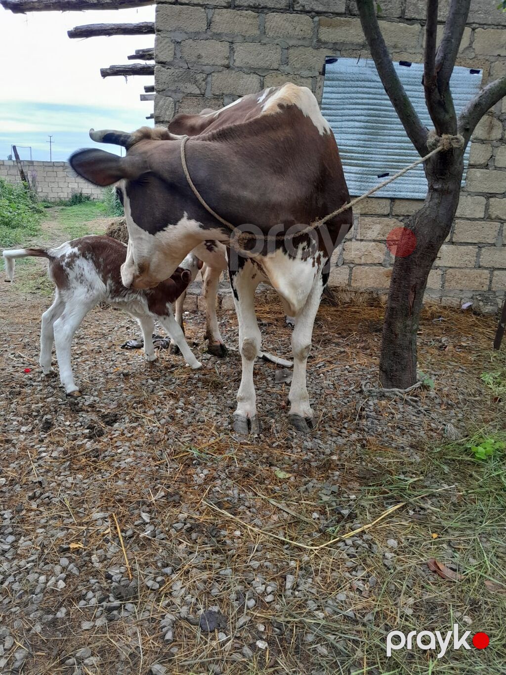 Dişi, Simental, il: 3, 1000 kq, Südlük, Ödənişli çatdırılma — Kənd təsərrüfatı heyvanları, Xaçmaz (8)