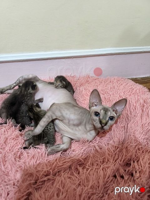 Уникальные котята: дети знатной Сфинкс и гордого уличного кавалера — Bakı