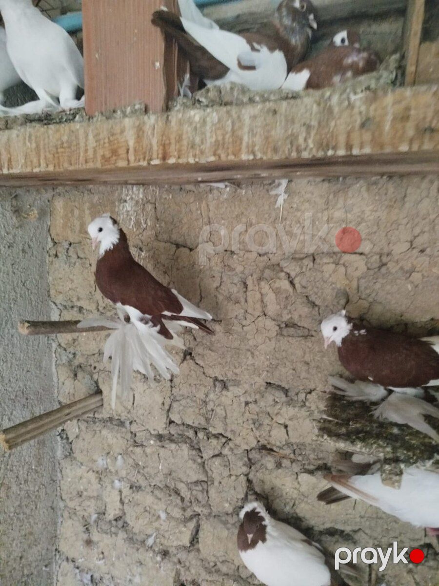 Göyərçin — Quşlar, Şabran (6)