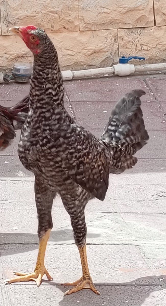 Heyratı xoruz — Quşlar, Bakı (4)