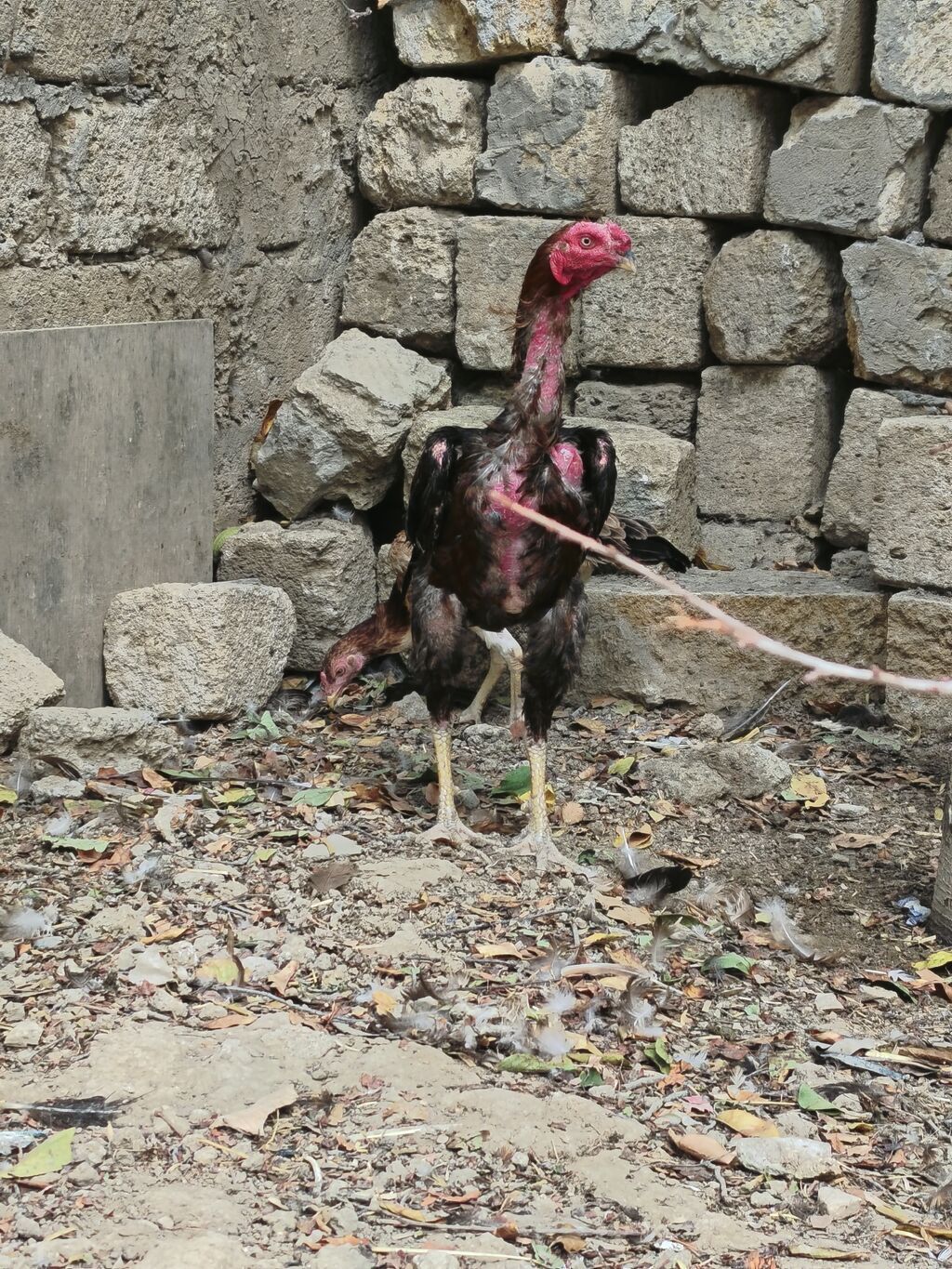 Heyratı xoruz. Təmiz cins saglam,cavan heyvandi. 4 ədəd lal ordekləde — Toyuq və xoruz, Masazır (3)