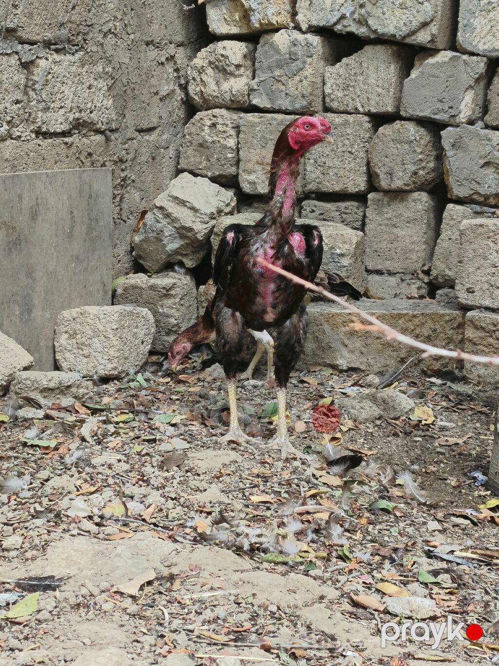 Heyratı xoruz. Təmiz cins saglam,cavan heyvandi. 4 ədəd lal ordekləde — Toyuq və xoruz, Masazır (3)