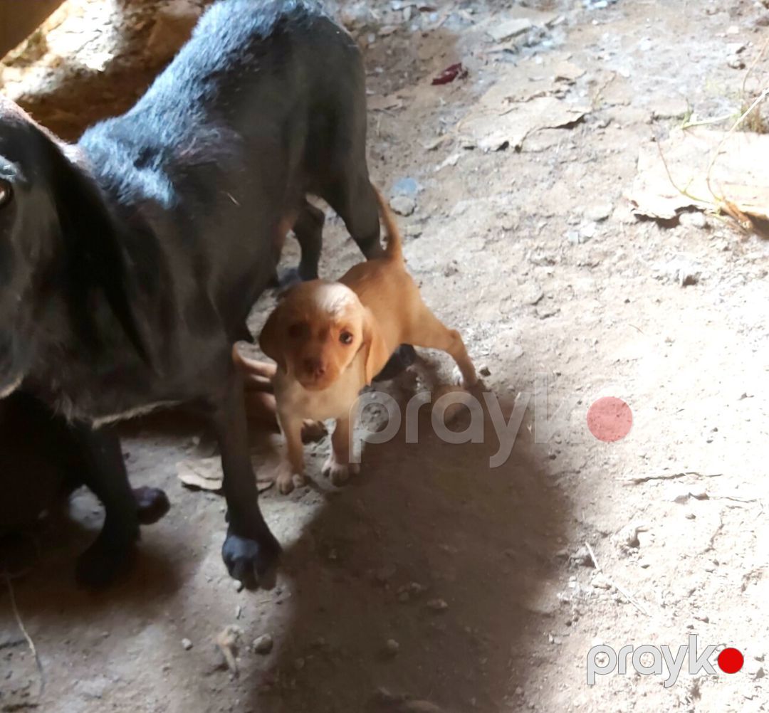 Koker spaniel — Köpəklər, Bakı (4)