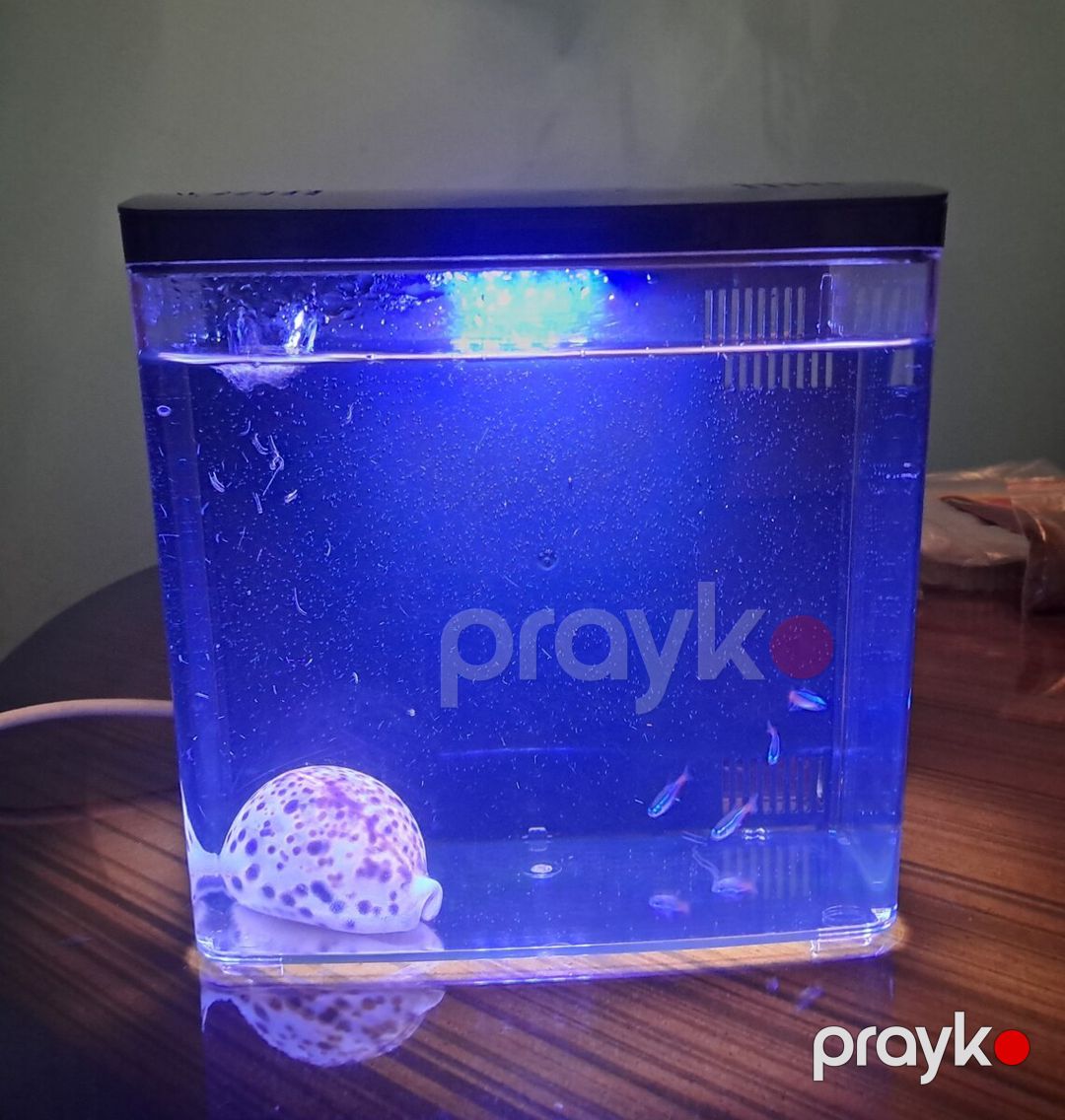 Akvarium — Akvariumlar və balıqlar, Bakı (5)