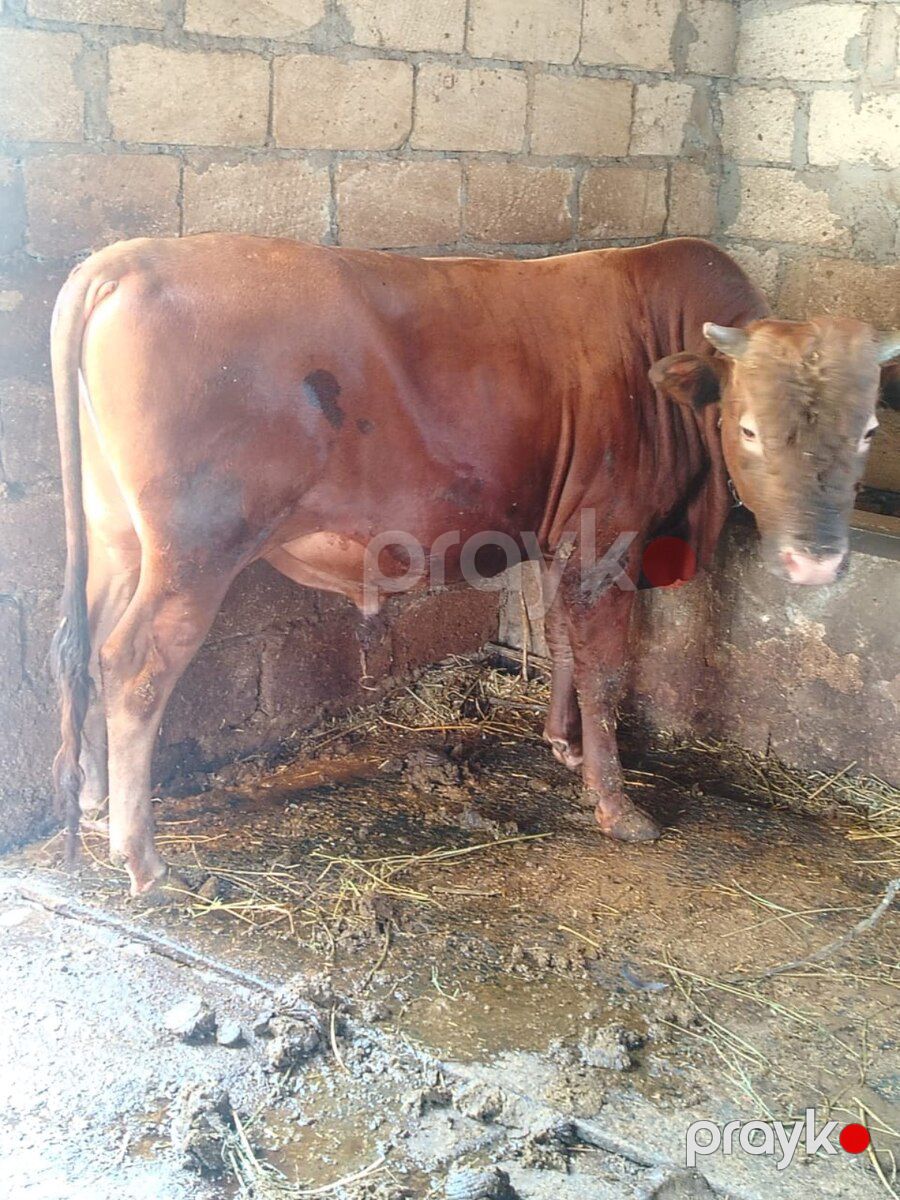 Dana — Kənd təsərrüfatı heyvanları, Cəlilabad (2)