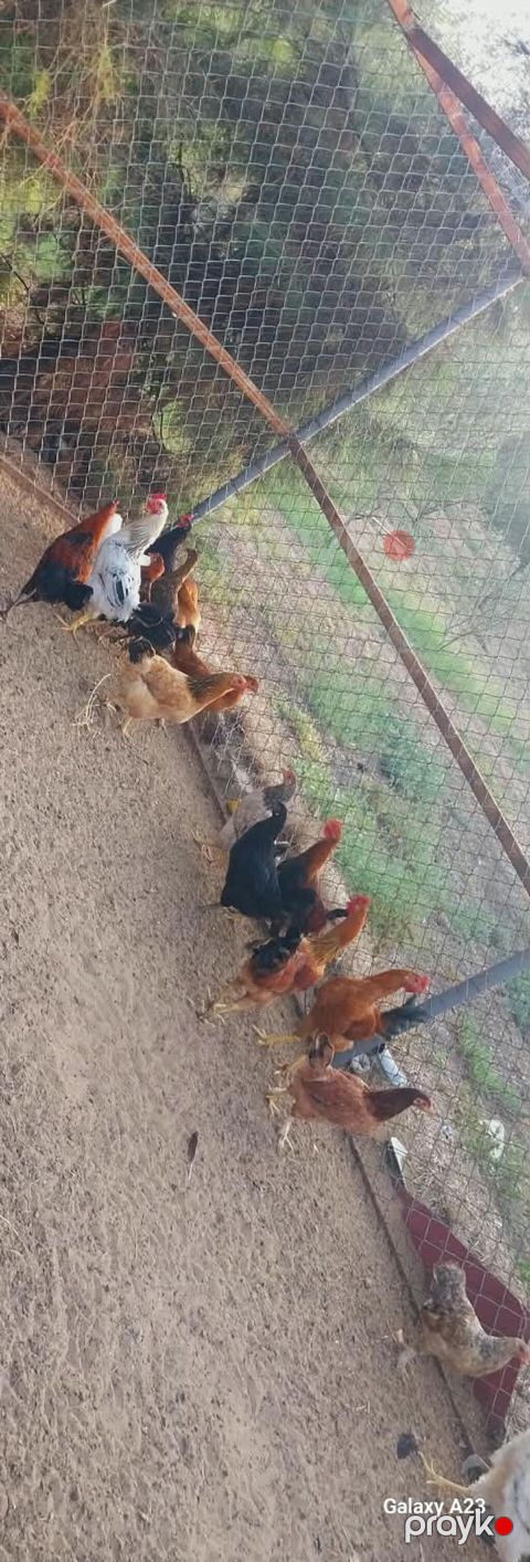 Salam hər vaxtınız xeyir olsun Cavan yeni banlayan Xoruzlar satılır — Digah