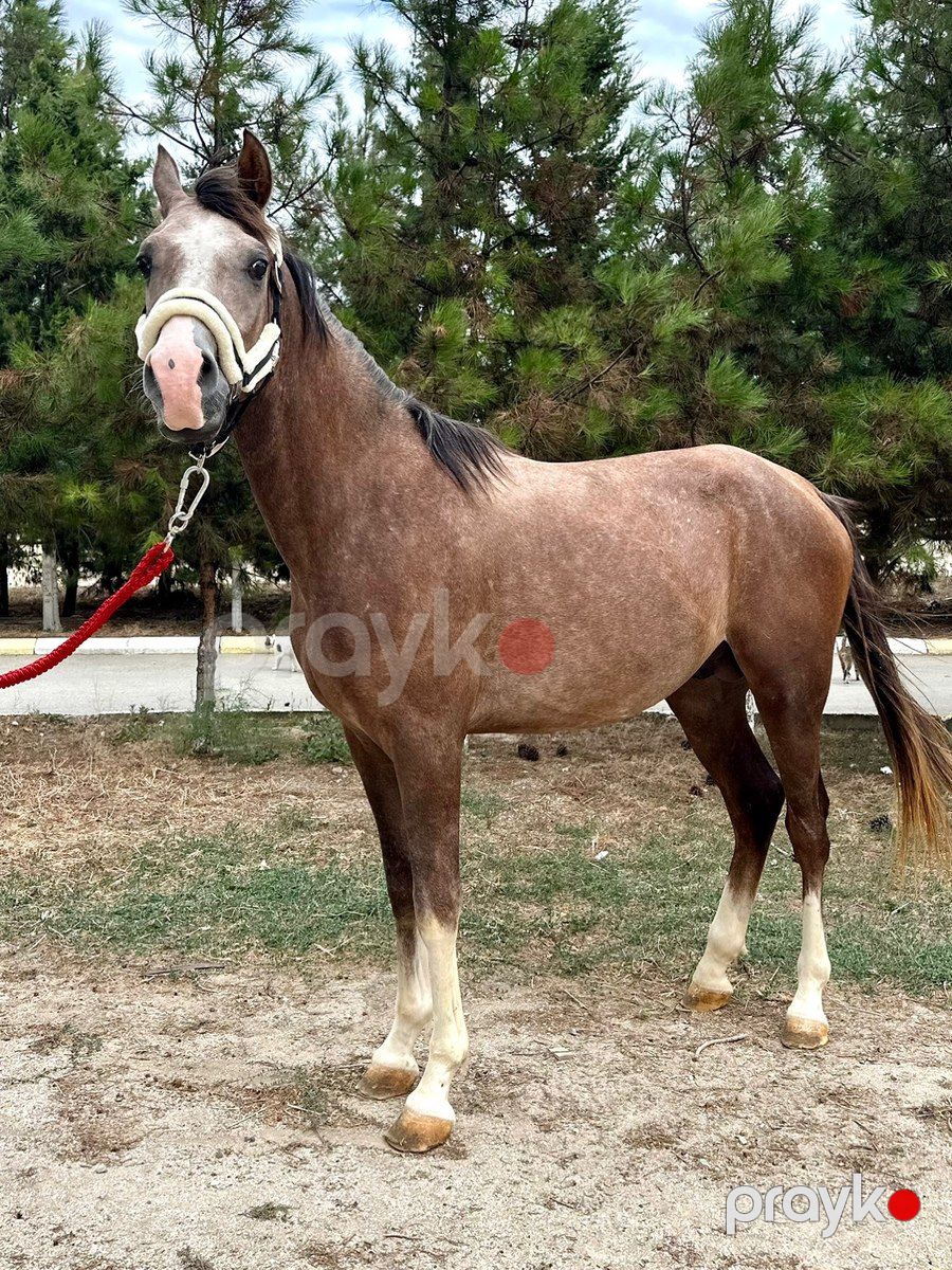Ərəb atı — Atlar, Bakı (2)