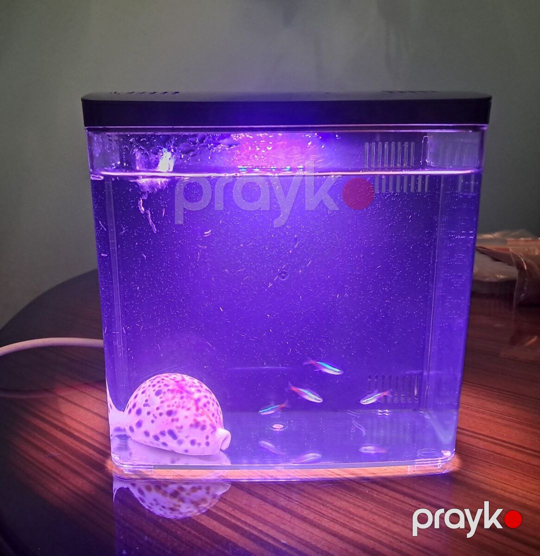 Akvarium — Akvariumlar və balıqlar, Bakı (3)