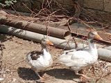 Salam temiz cinsi col qizi cixti satisa real alcilar else saglasin — Huseyin — Birds