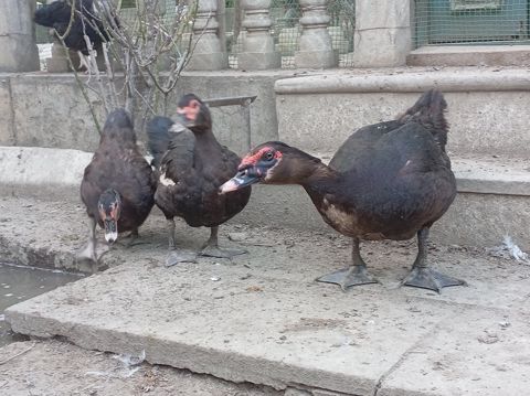 Lal ördəklər — Bakı