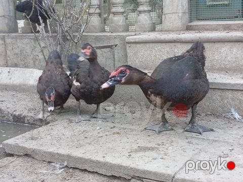 Lal ördəklər — Bakı