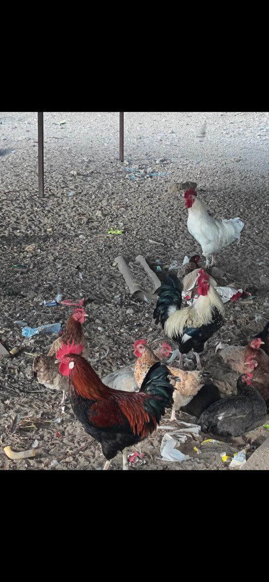 Toyuqlar — Quşlar, Bakı (4)