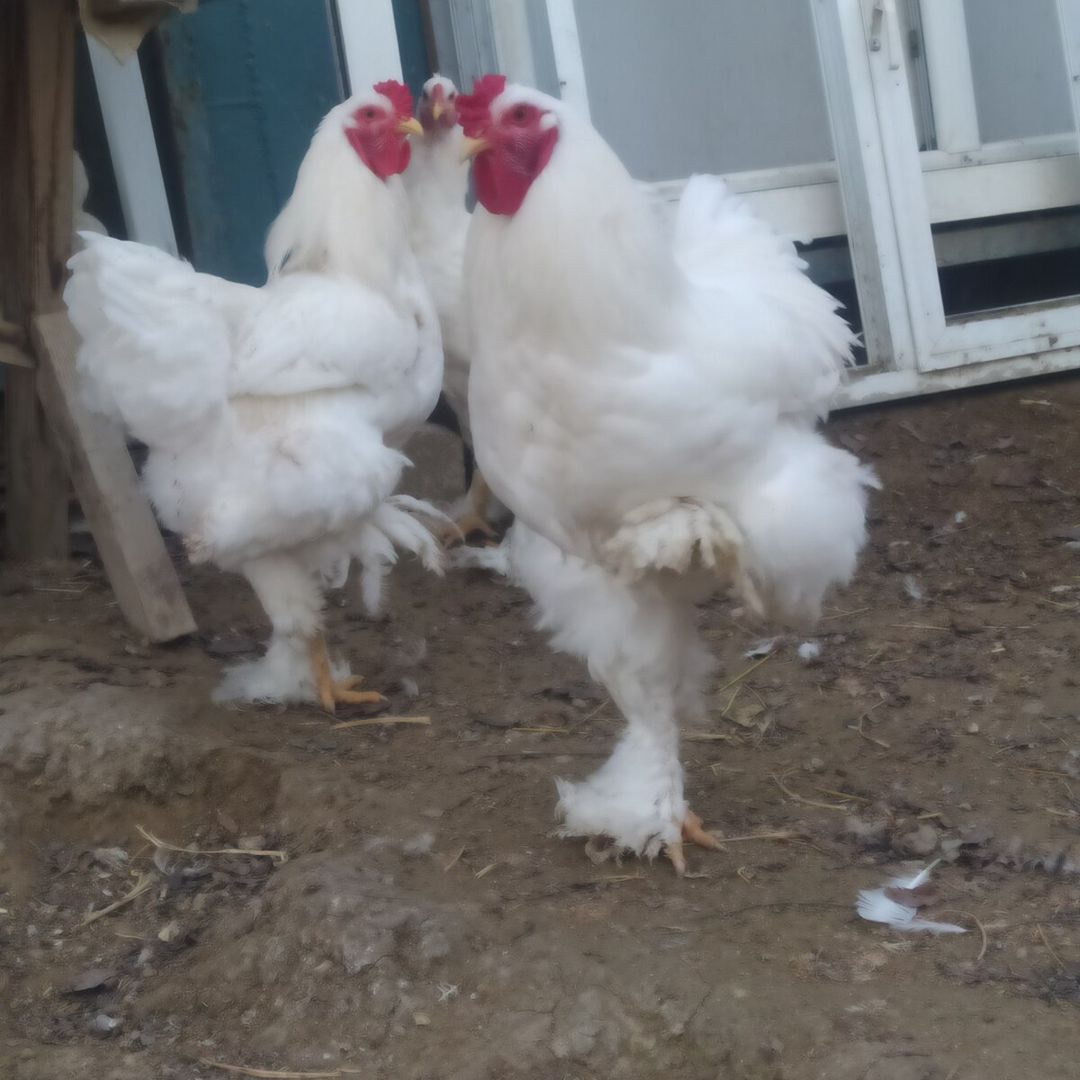 Brama yumurtası — Quşlar, Bakı (2)