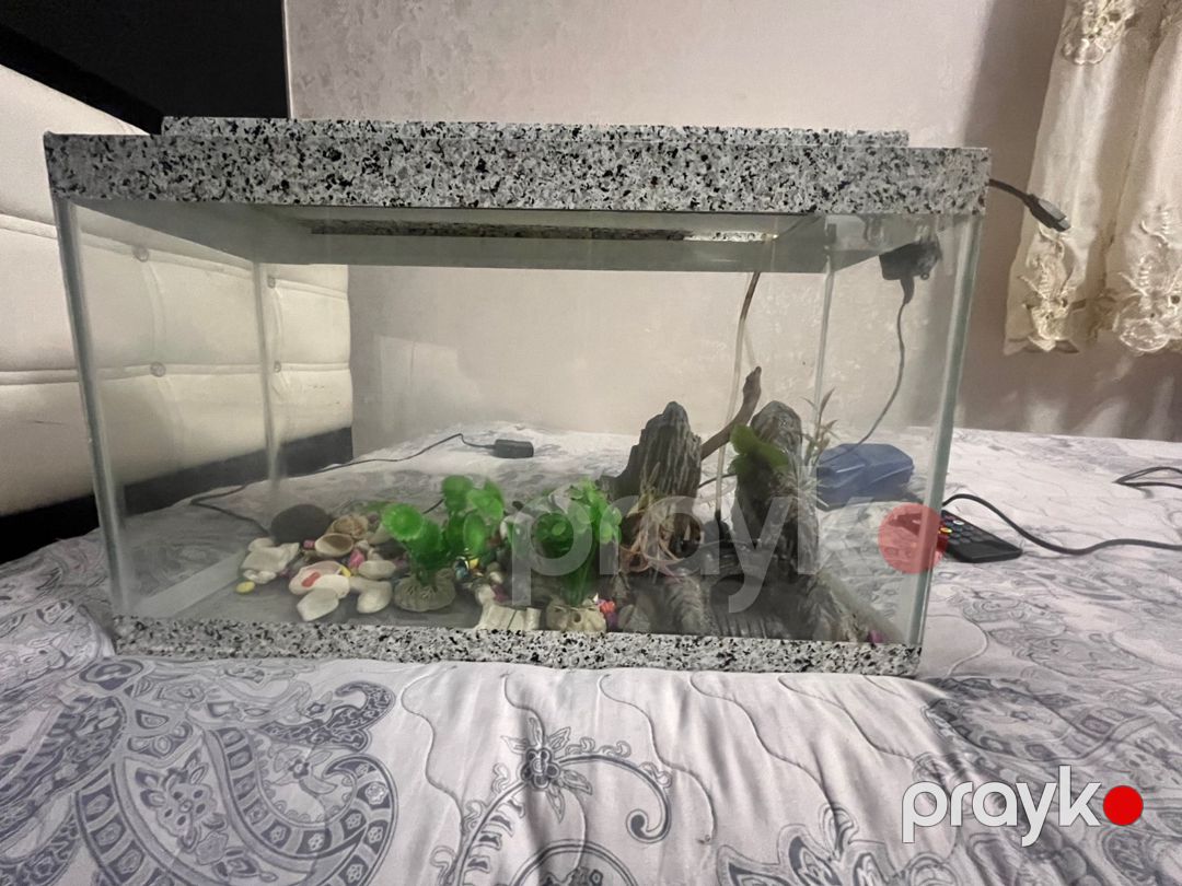 Akvarium — Akvariumlar və balıqlar, Bakı (2)