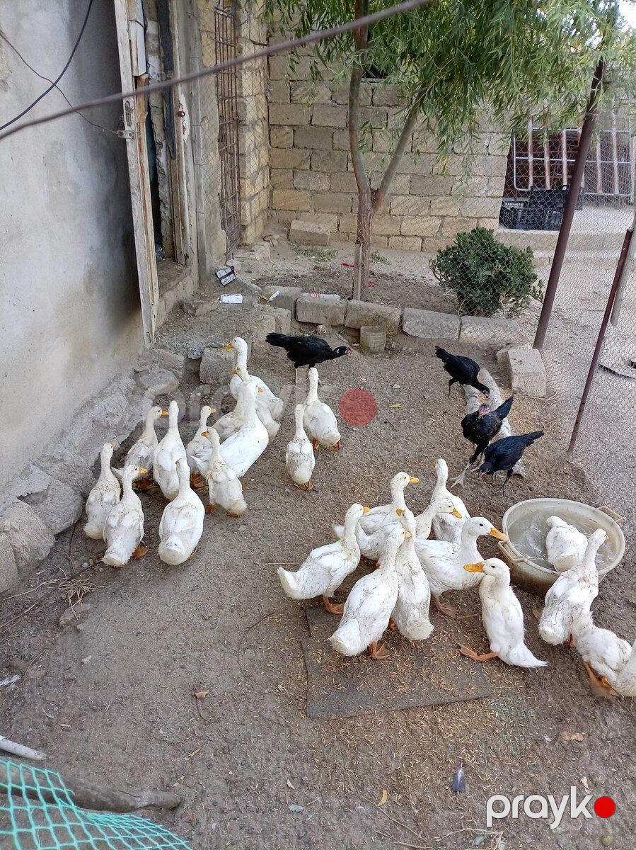 Ağ pekin ördəklər — Quşlar, Sumqayıt (2)