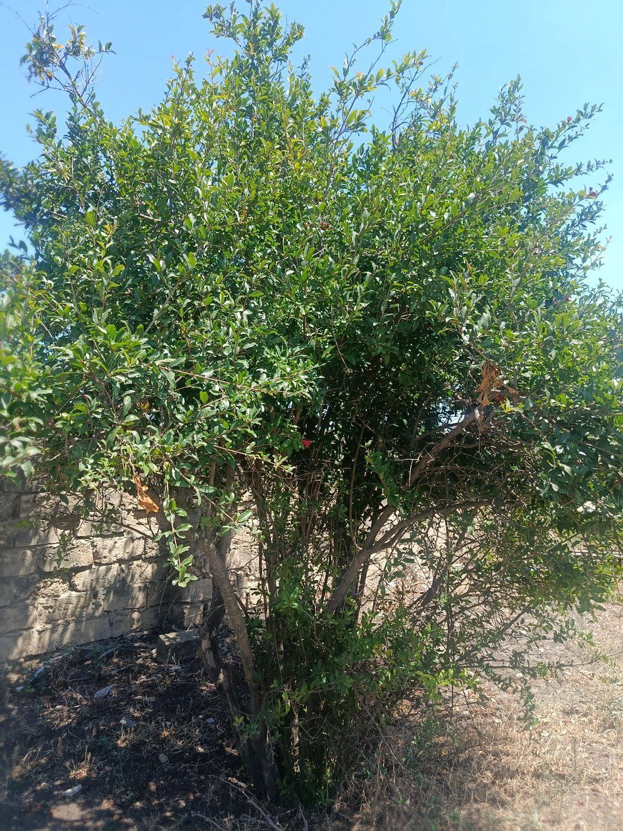 7 sot torpaq sahəsi, Məhəmmədli qəs — Torpaq, Bakı (7)