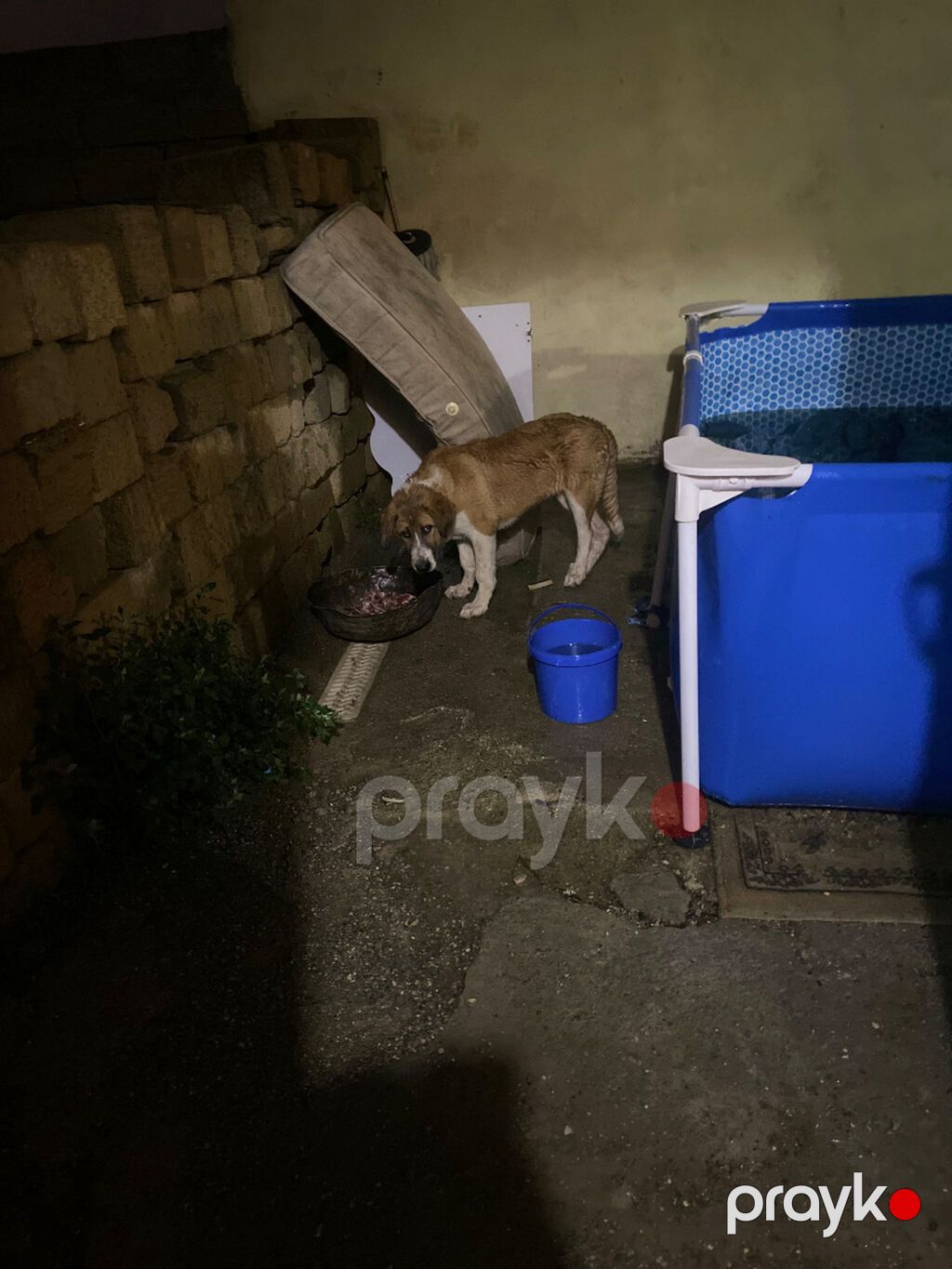 Qurdbasar, 5 ay, Dişi, Ünvandan götürmə — Köpəklər, Bakı (8)