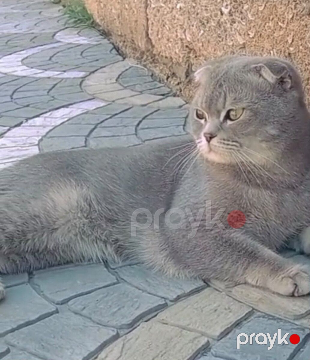 Şotland pişiyi — Pişiklər, Bakı (3)