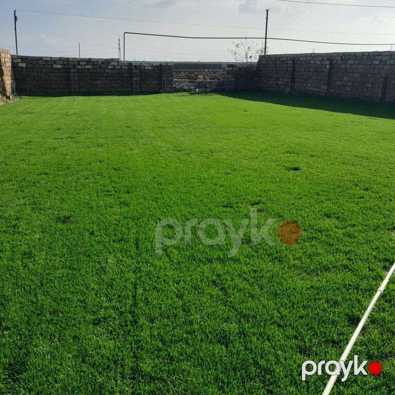 Qazon — Bitkilər, Bakı (3)