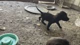 1 ay, Erkək, Peyvəndli — İtlər