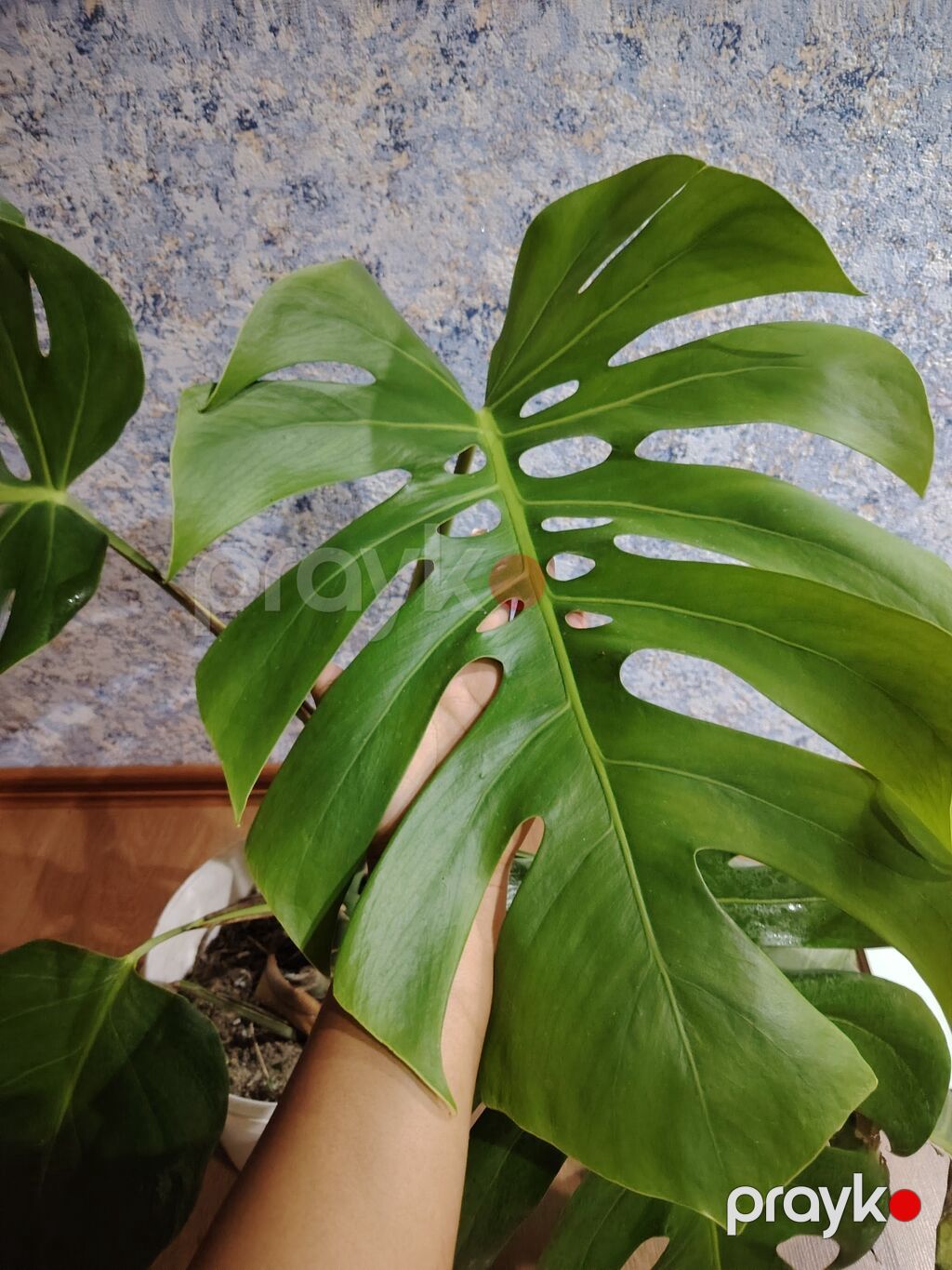 Monstera deliciosa (Şveytsariya pendiri bitkisi) – dekorativ böyük — Qapı bitkələri, Bakı (3)