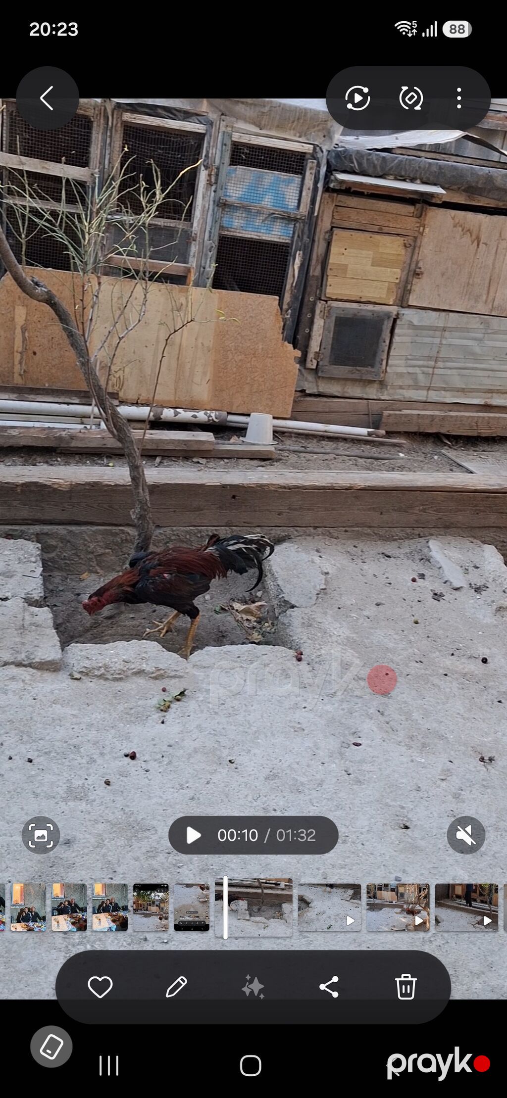 Məhsul: Qırma cins xoruz (idman tipli, uzun ayaqlı) Xüsusiyyətlər — Toyuq və xoruz, Bakı (9)