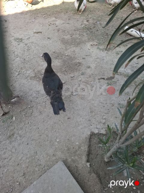 Qara zumrudu erkey Təmiz və sağlam saxlanılan təsərrüfat quşudur — Bakı