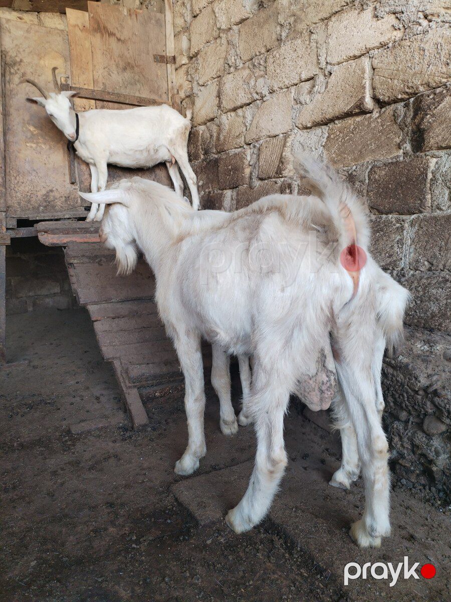 Sannen və Alpin təkələri — Kənd təsərrüfatı heyvanları, Bakı (4)