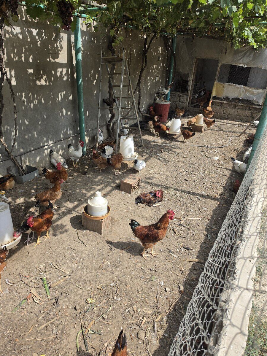 Xoruzlar — Quşlar, Bakı (2)