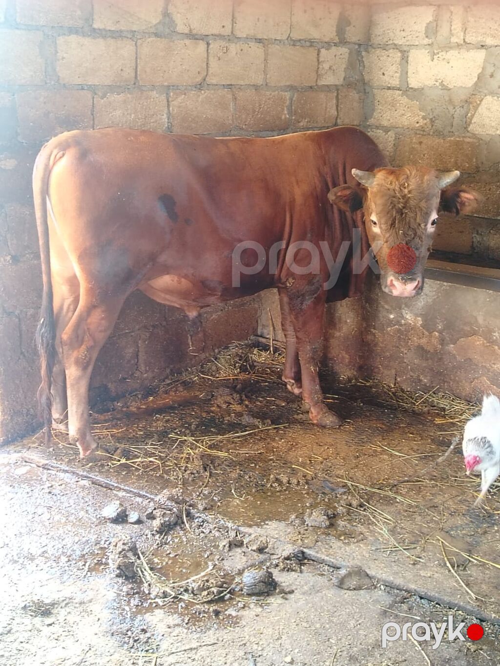 Qırmızı-qonur rəngli buğa - Növ: Buğa (erkək mal-qara) - Rəng: Tünd — Kənd təsərrüfatı heyvanları, Bakı