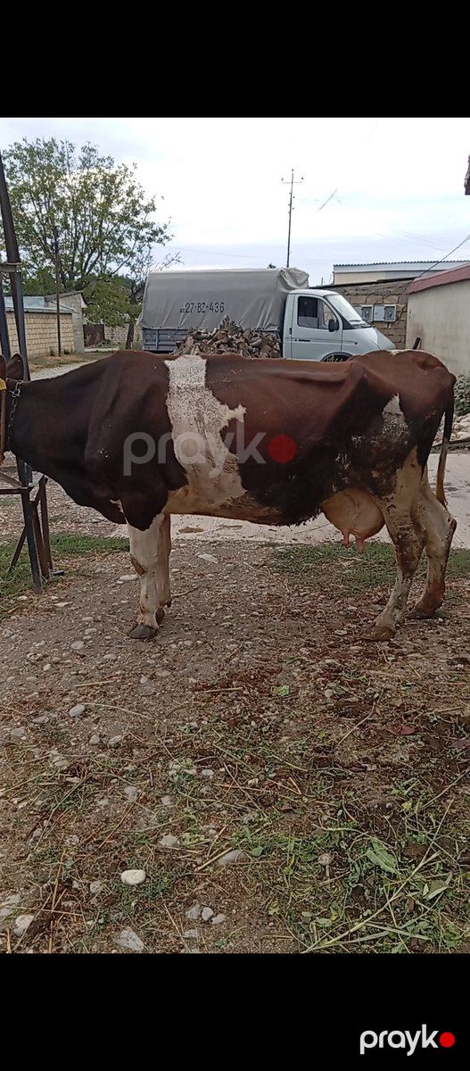 İnək — Kənd təsərrüfatı heyvanları, Xaçmaz (2)