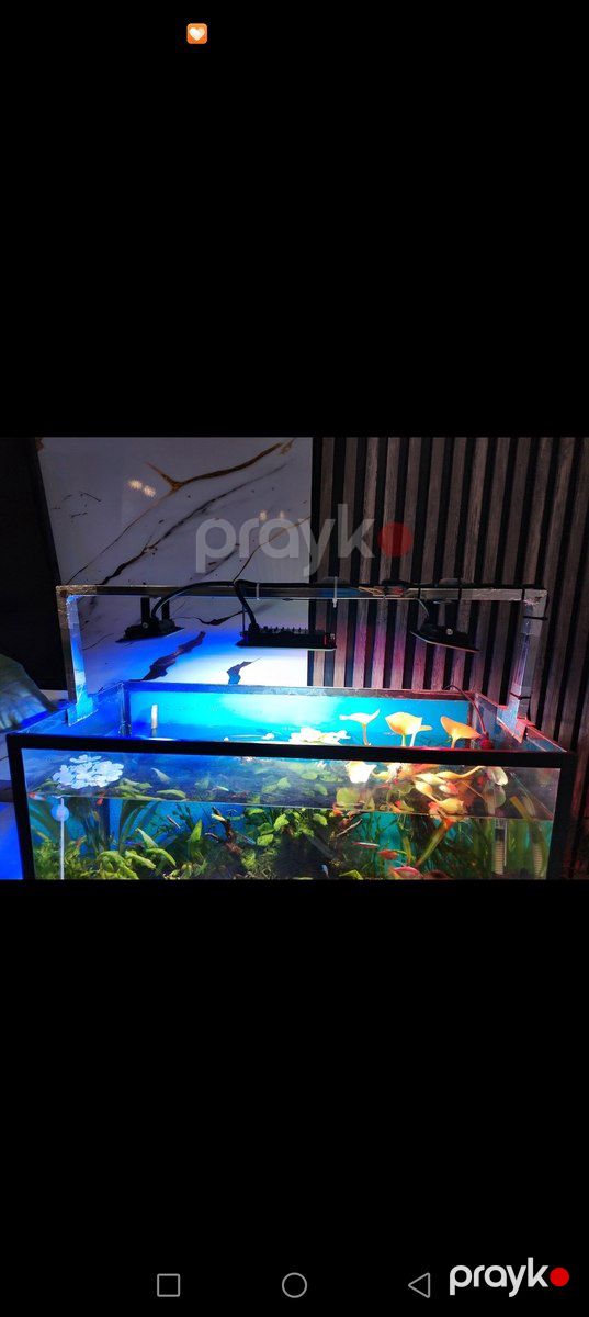 Akvarium bitki işığı — Akvariumlar və balıqlar, Bakı