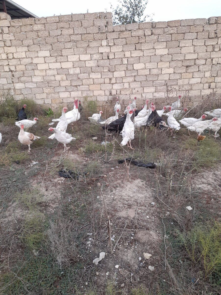 Hinduşkalar — Quşlar, Bakı (2)