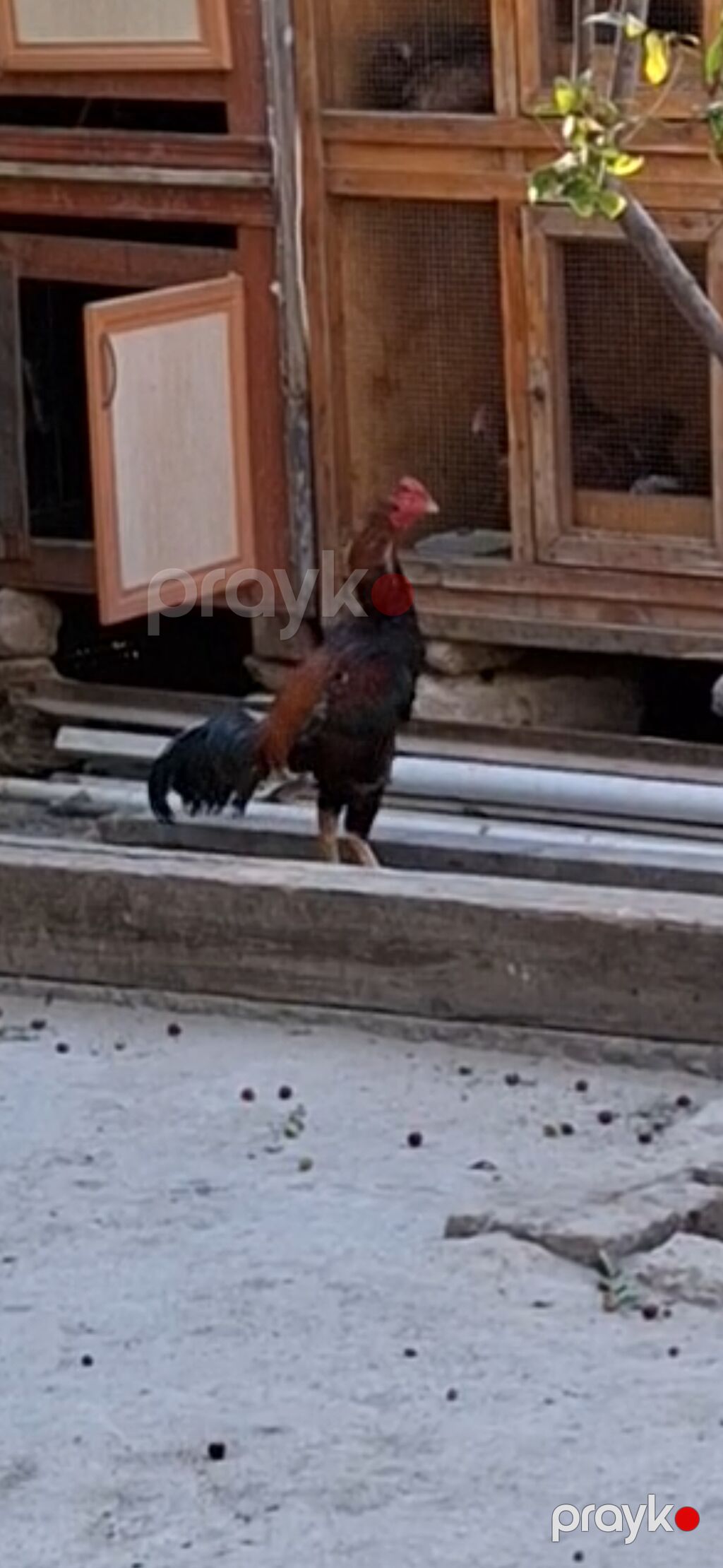 Məhsul: Qırma cins xoruz (idman tipli, uzun ayaqlı) Xüsusiyyətlər — Toyuq və xoruz, Bakı (2)
