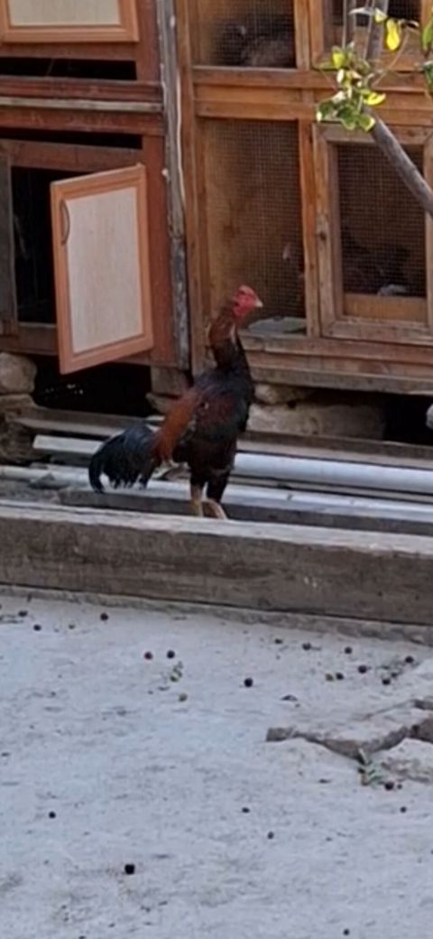 Cins xoruz - Uzunsov bədən quruluşu, hündür ayaqlar və dik duruş — Digah