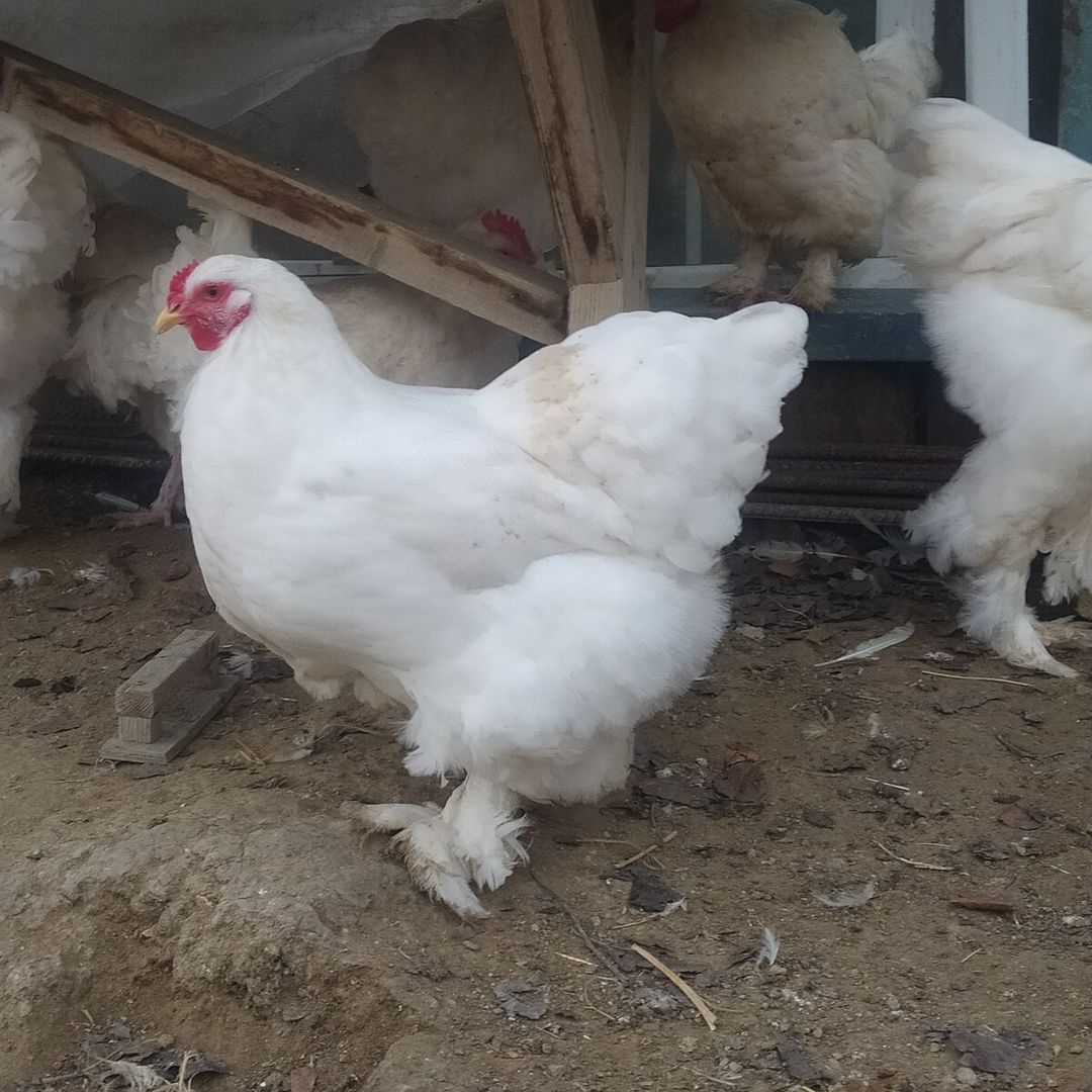 Brama yumurtası — Quşlar, Bakı (11)